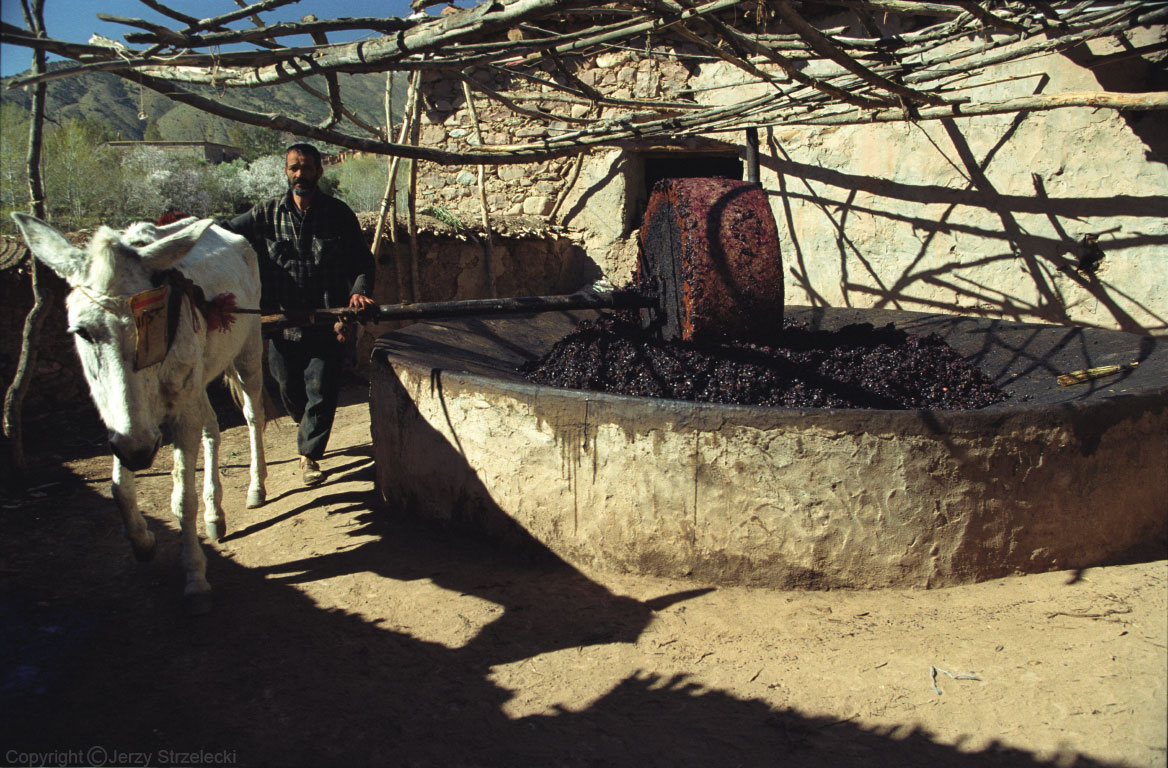 Olivový mlýn pohaněný oslem – Maroko, 2007